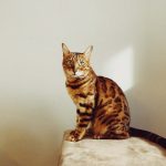 How Long Does a Bengal Cat Live