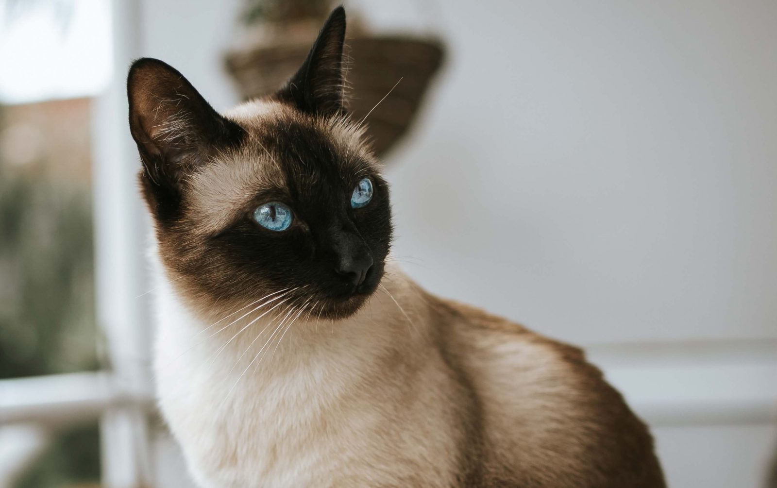 How Much Are Burmese Cats