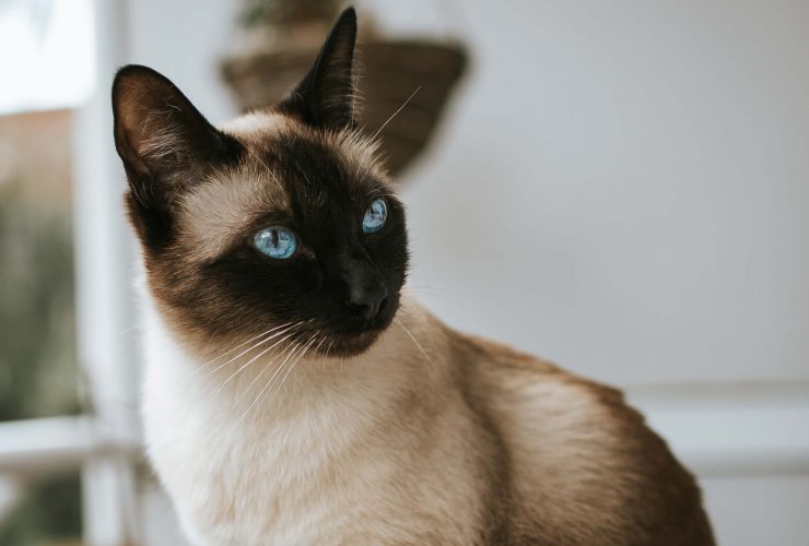 How Much Are Burmese Cats