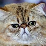 What are the smartest cat breeds