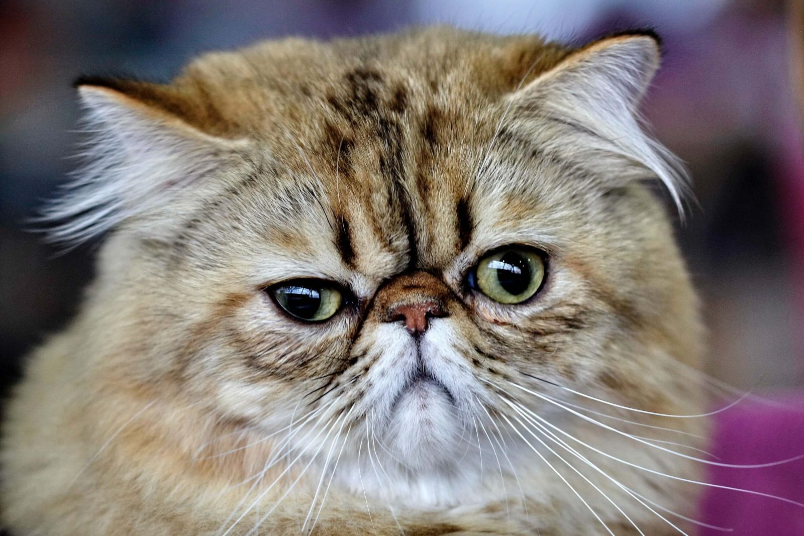 What are the smartest cat breeds