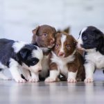 What are the top 20 most common dog breeds