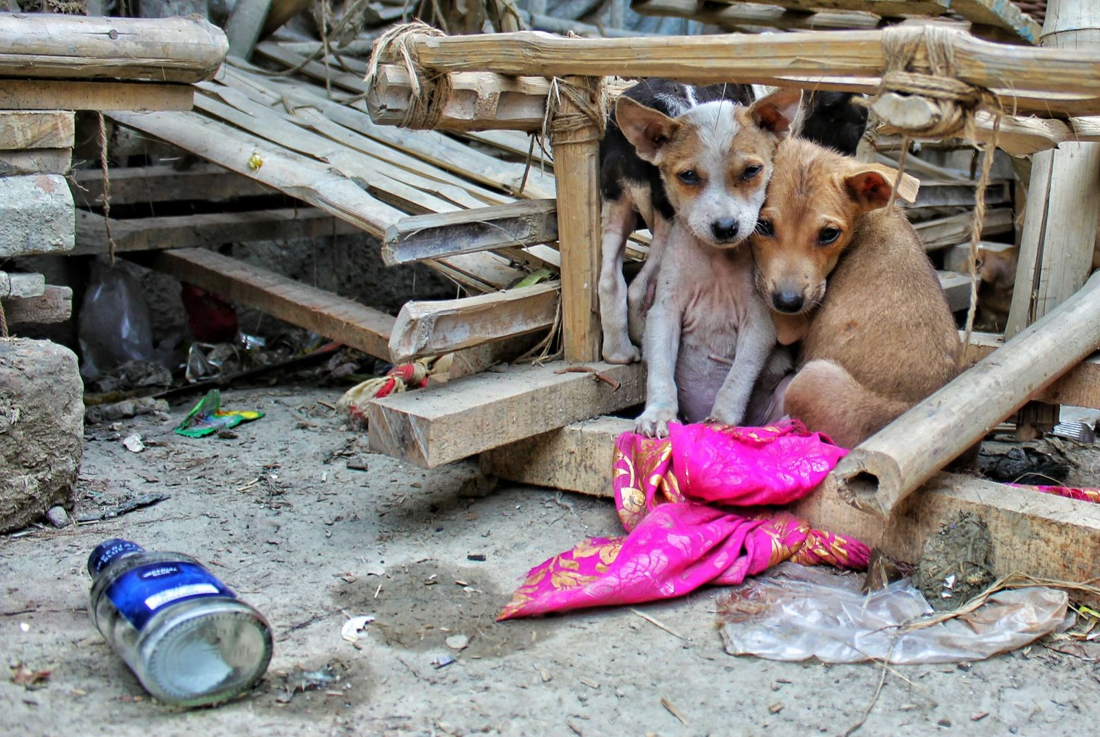 what-to-do-when-you-find-a-stray-dog-wait-it-could-be-lost-one-adoptanim