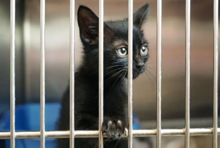 Benefits of Adopting a Pet from an Animal Shelter