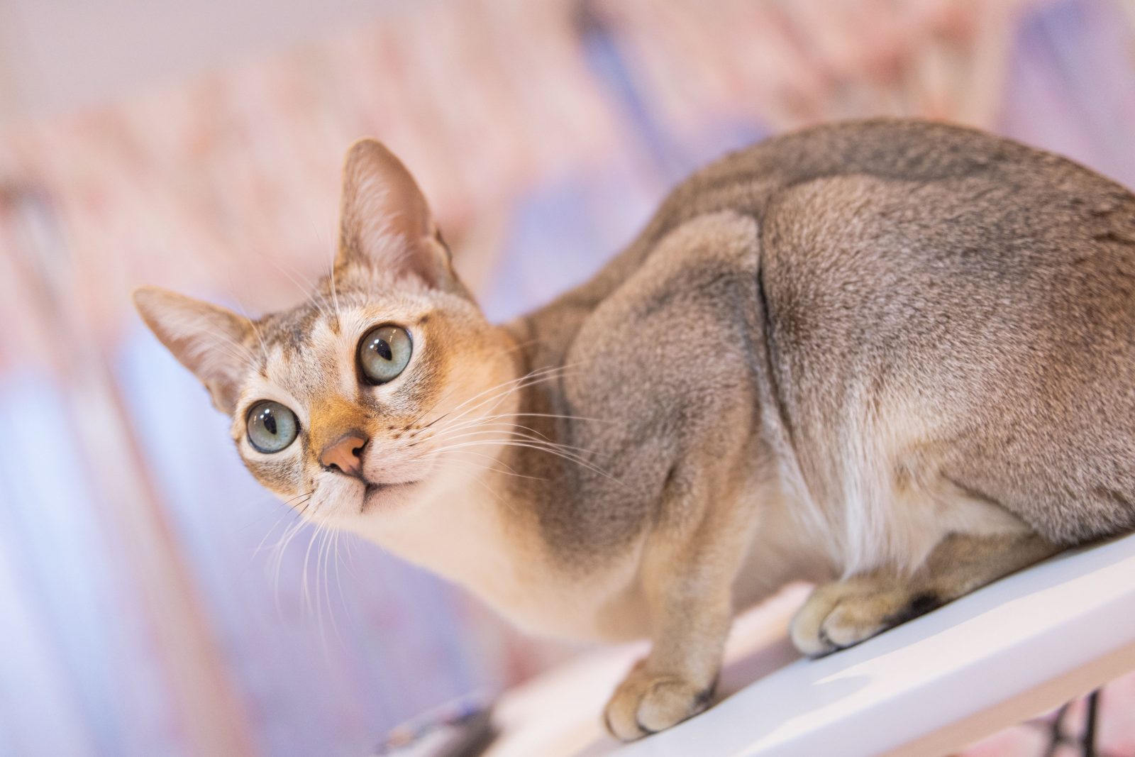 Are Cats More Intelligent than Humans?