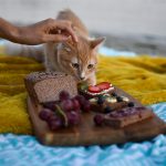 Best Cat Food to Control Feces Odor