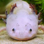 Do Axolotls Have To Live In Saltwater?