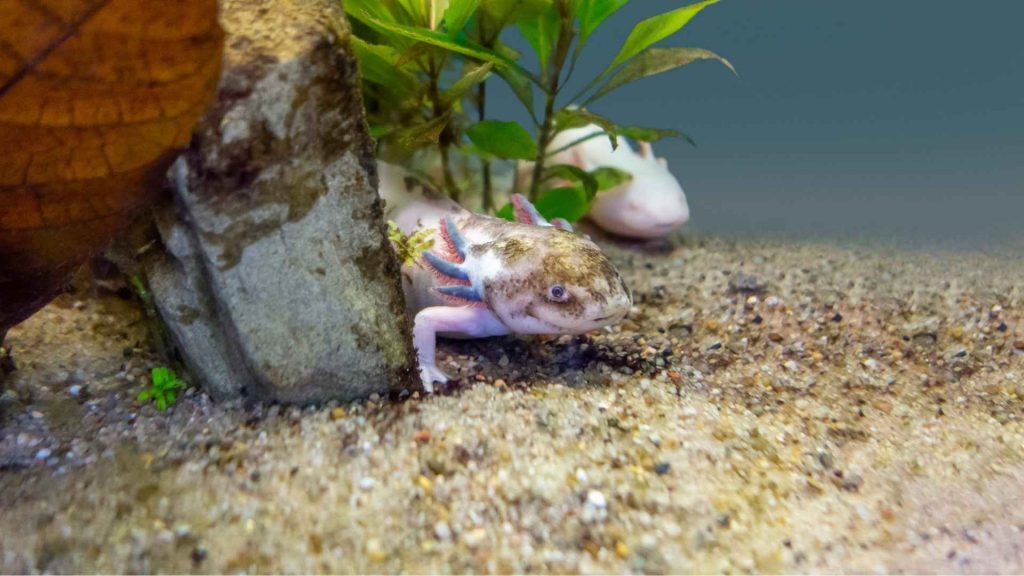 Do Axolotls Swim or Walk?