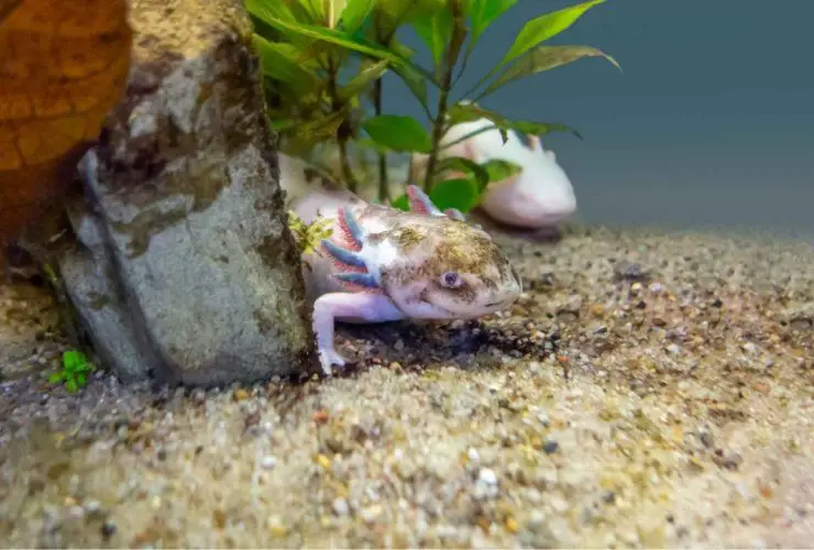 What Do Axolotls Drink?