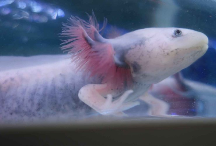How Do I Know If My Axolotl is Dying?
