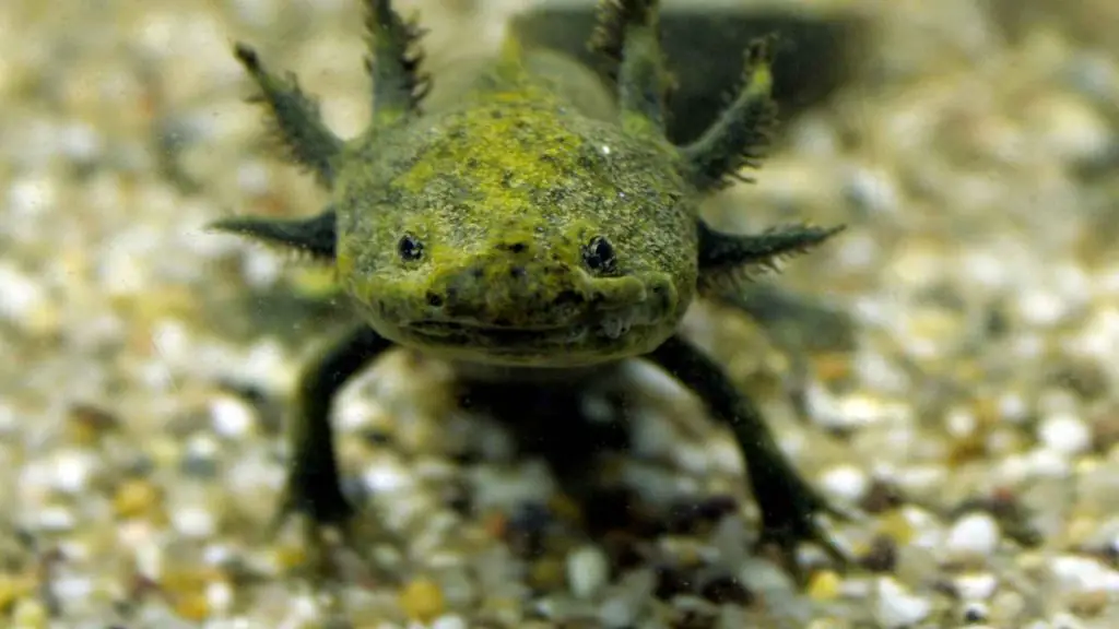 Axolotl Tongue