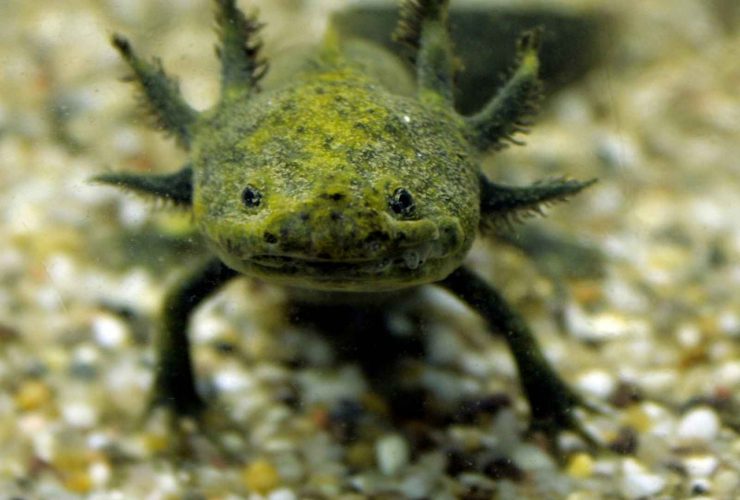 Is It OK To Touch Axolotl?