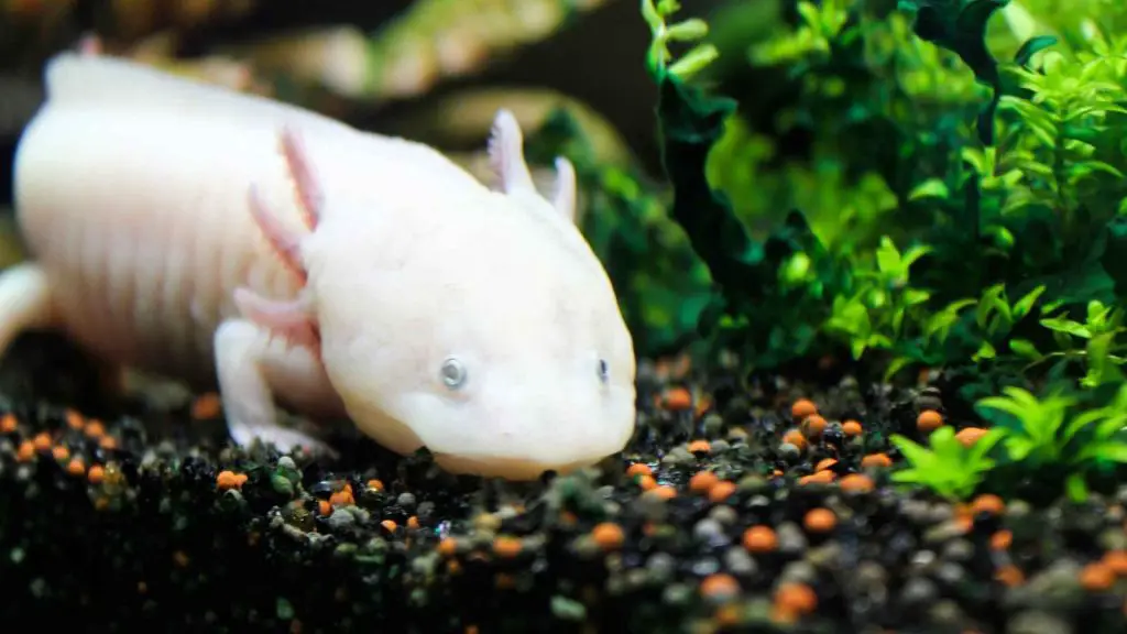 The Best Substrate For Axolotl