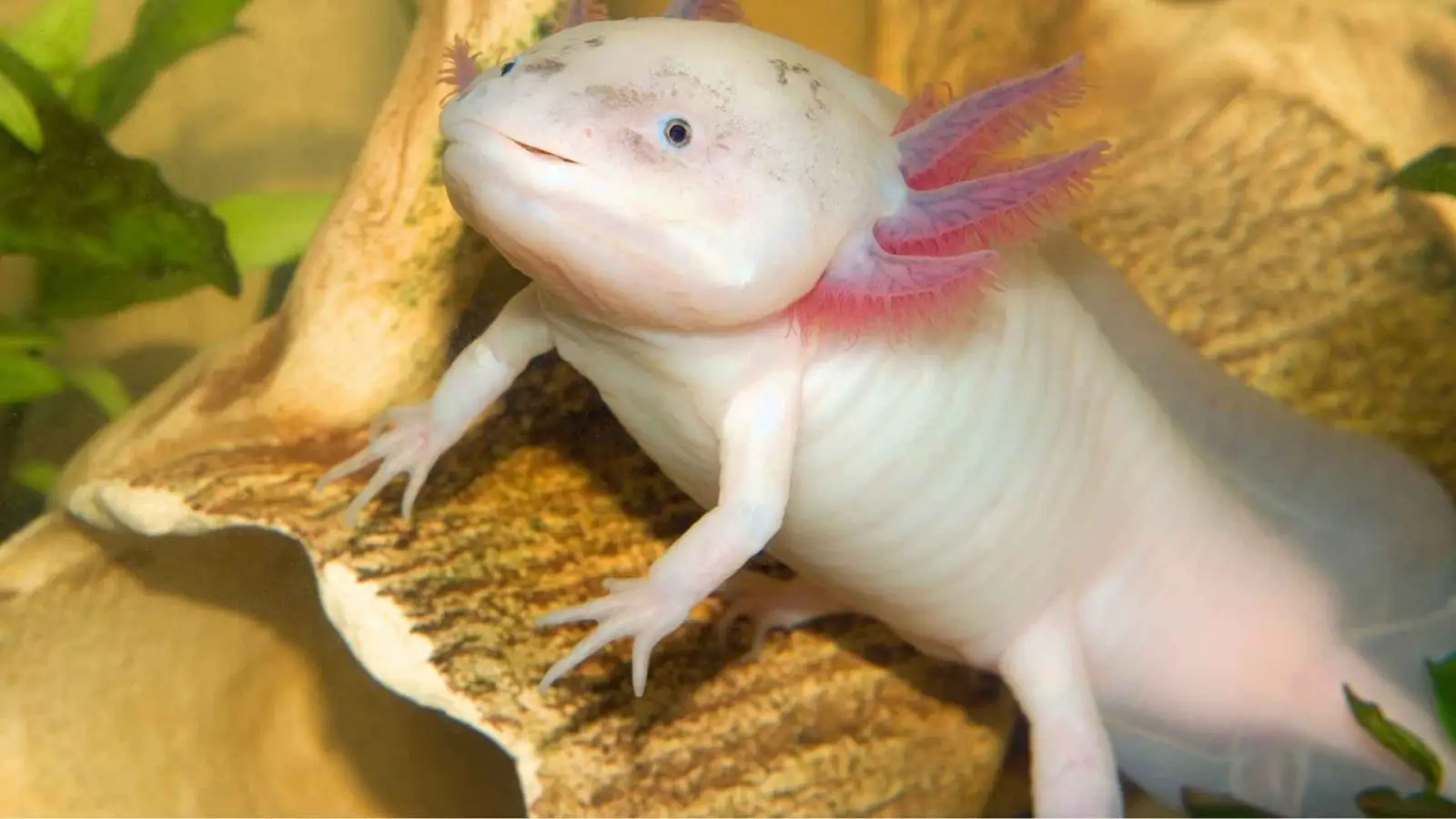 Terrestrial Axolotl - The Super Ultimate Glossary of Terms in 2022 ...