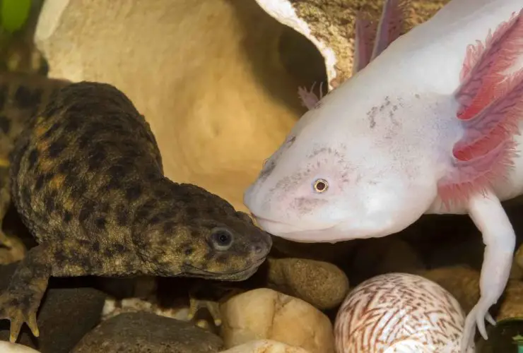 Is A axolotl A Boy or a girl?