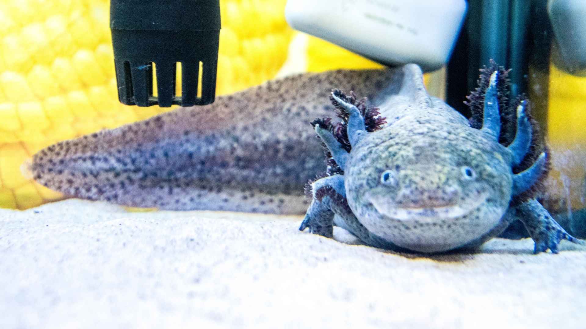 Axolotl feeding tutorial #33 