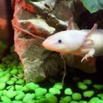 Axolotl Pale Gills