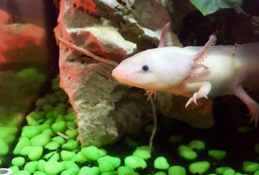 Axolotl Pale Gills