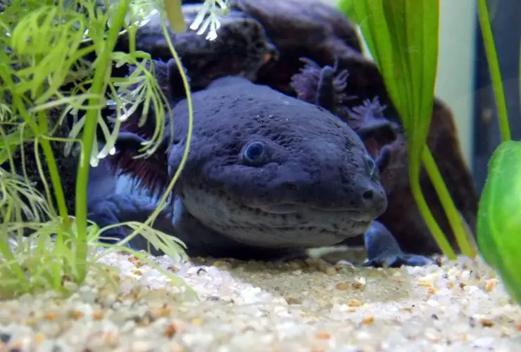 What Are The Rarest Axolotl Colors?