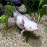 Chimera Axolotls