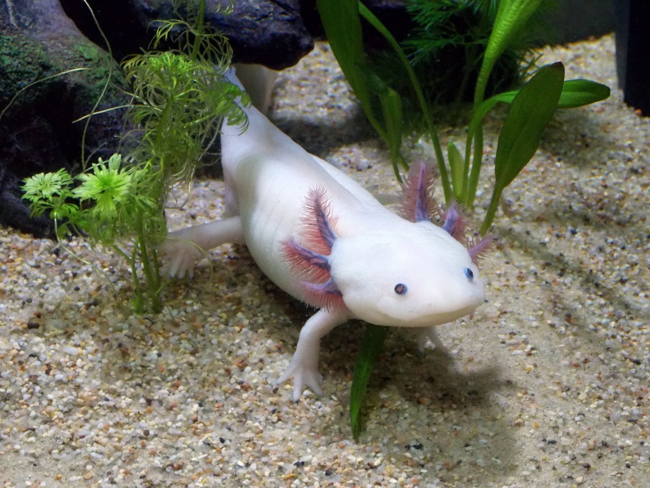 Chimera Axolotls