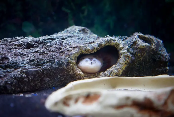 What Size Tank Do Axolotls Need? 