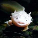 Do Axolotls Live Long?