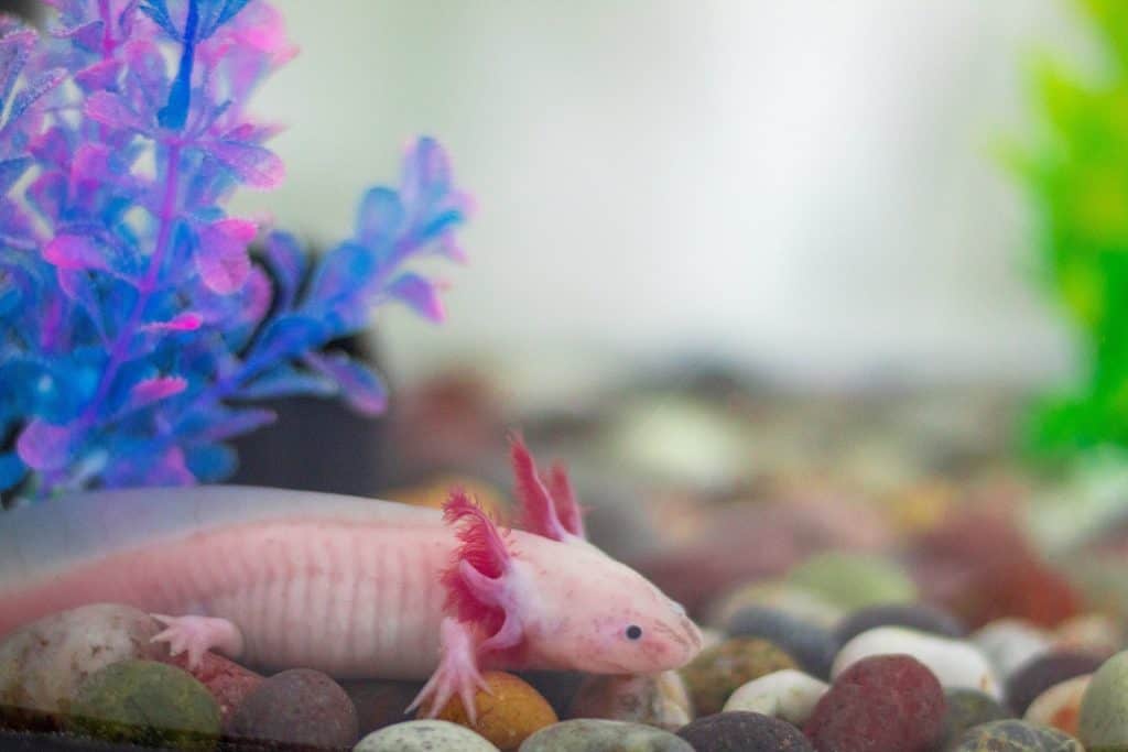 Can Axolotls Breathe Out of Water?