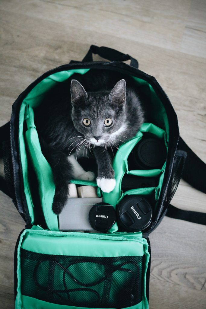 Cat inside a bag