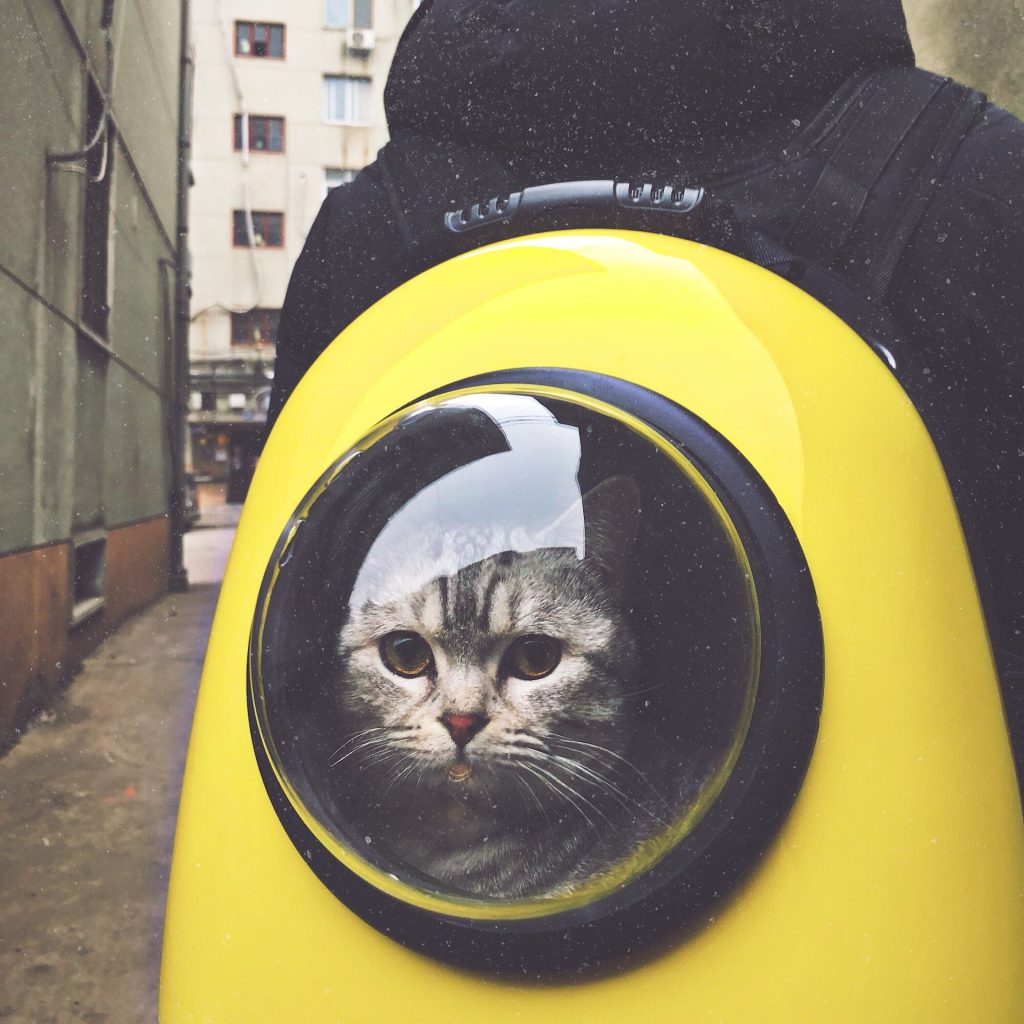 Cat Backpack