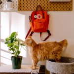 Cat in front of a backpack