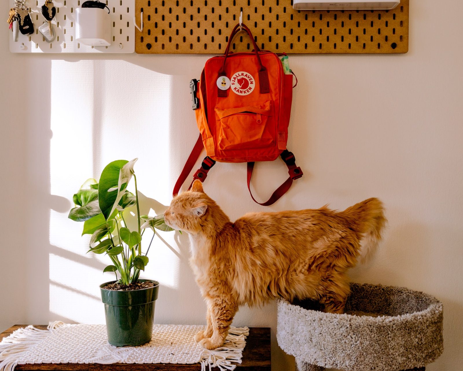 Cat in front of a backpack