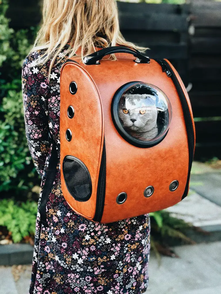 Cat in a Backpack