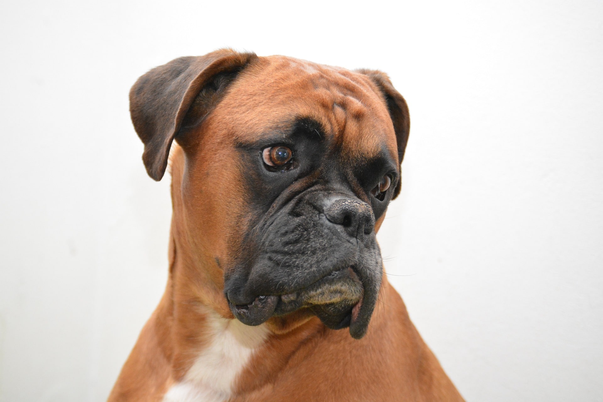 Do Boxers Have Webbed Feet? 