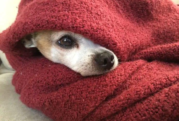 Why Chihuahuas Sleep Under Covers