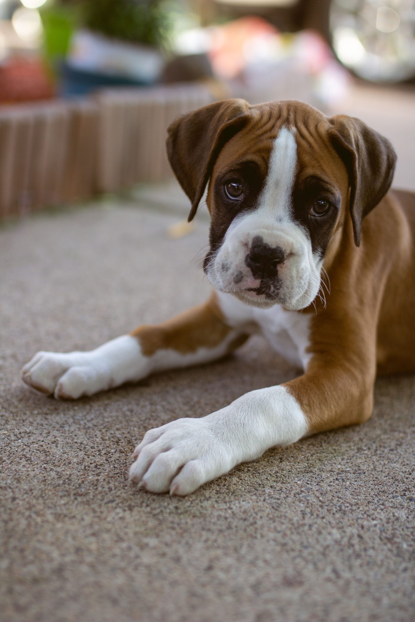 Do Boxers Have Webbed Feet? 