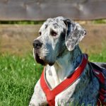 Do Great Danes have Webbed Feet?