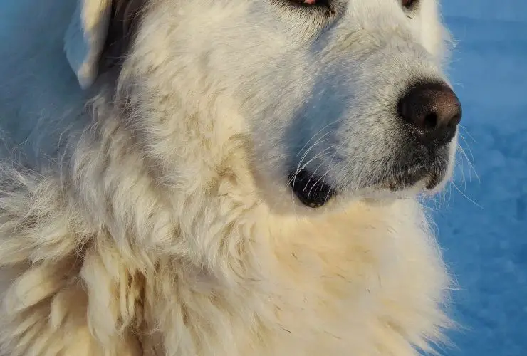 Can the Great Pyrenees Swim?