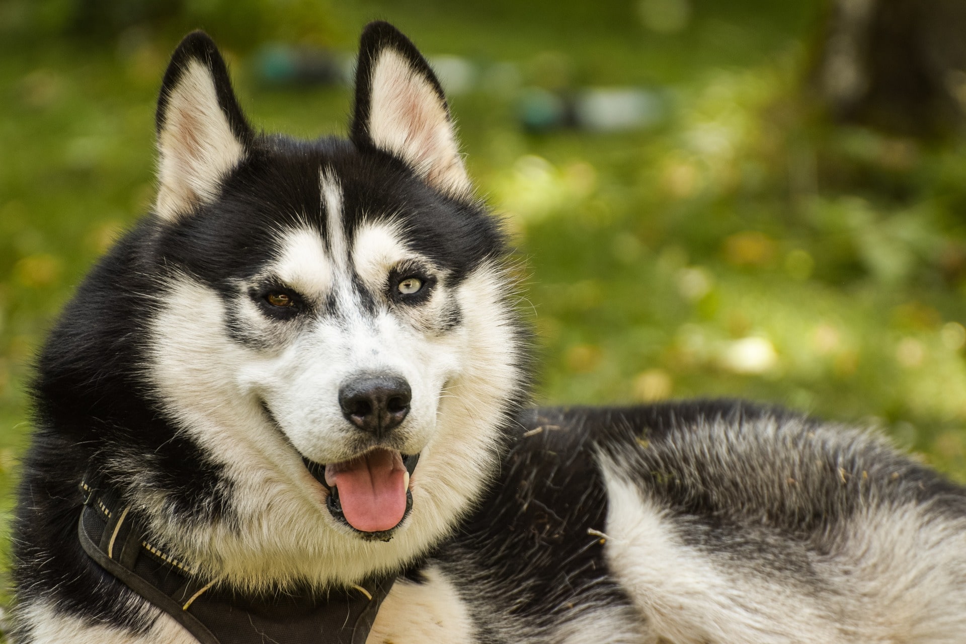 Do Huskies Get Along With Small Dogs? (Owners guide) - Adoptanim