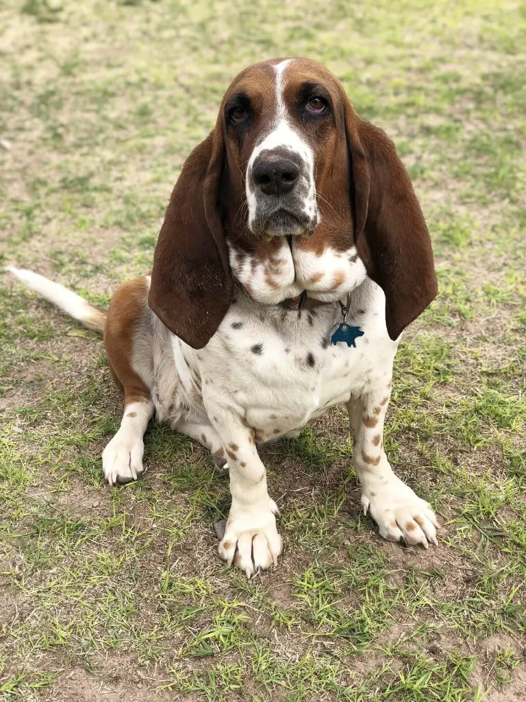 Why Is My Basset Hound Not Eating?