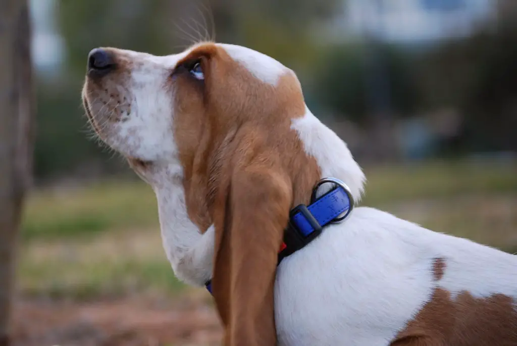 Do Basset Hounds Like to Cuddle?