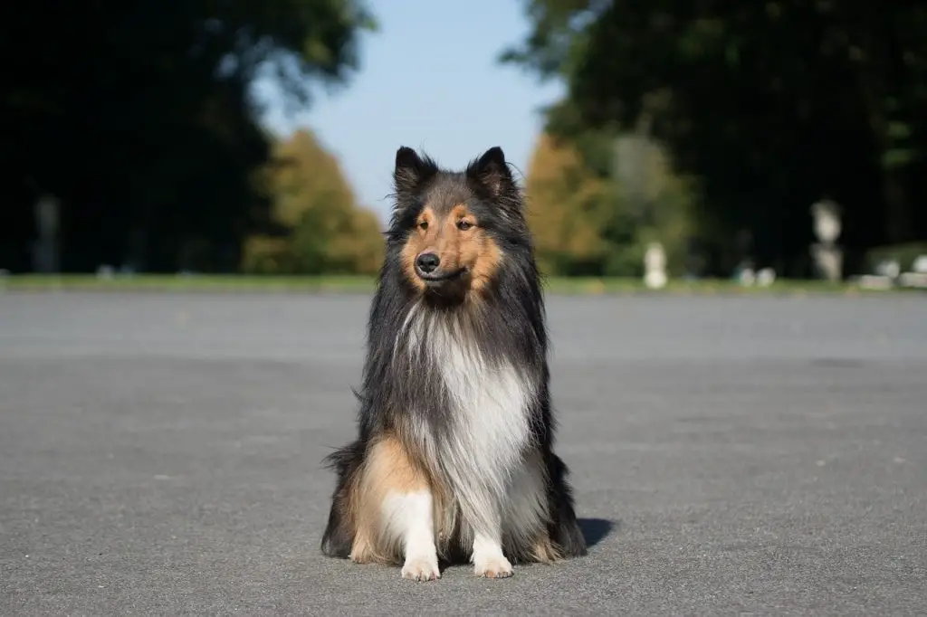 Are Shelties Good For First-Time Dog Owners?