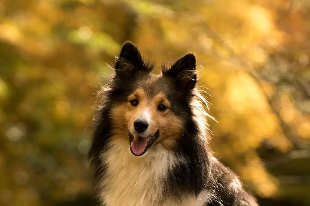 Are Shelties Good Apartment Dogs?