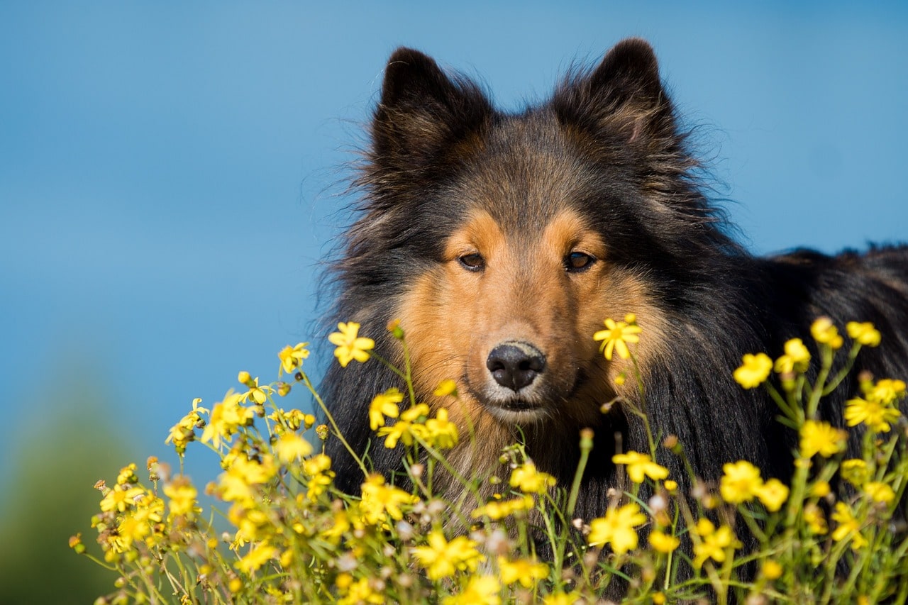Are Shelties Good For First-Time Dog Owners?