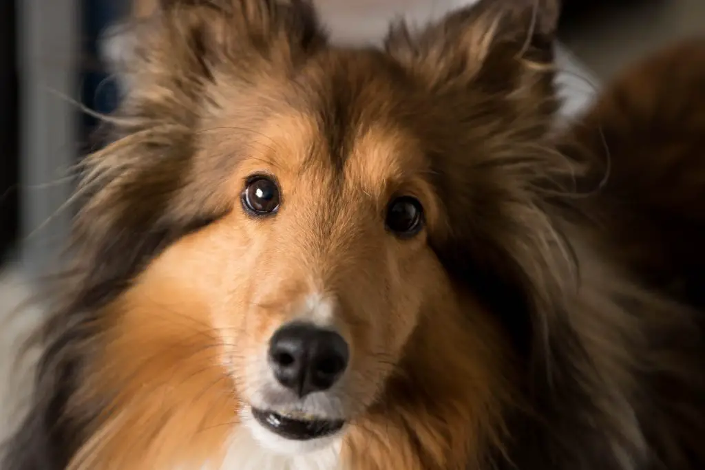 Can Shelties Be Left Alone?