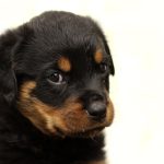 Do Rottweilers Bond With One Person?