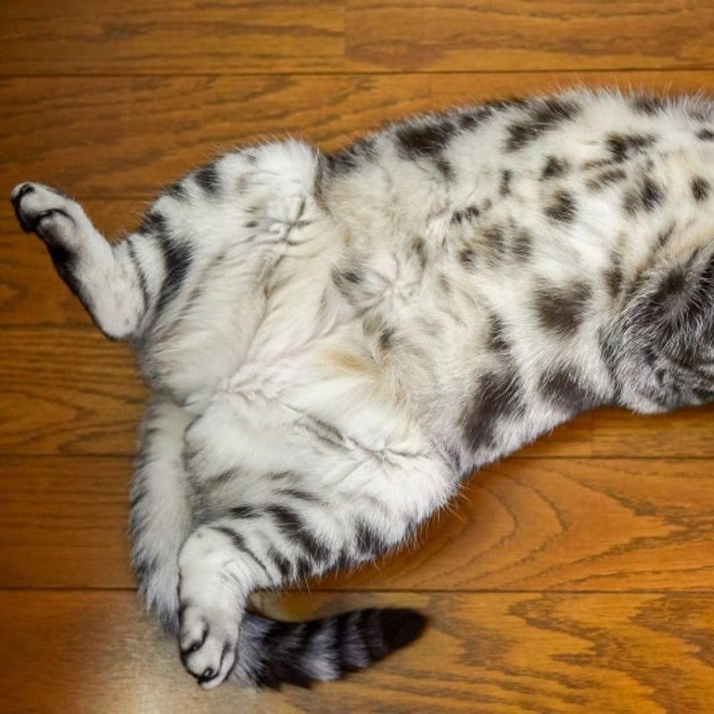 Do Cats Have Belly Buttons 1