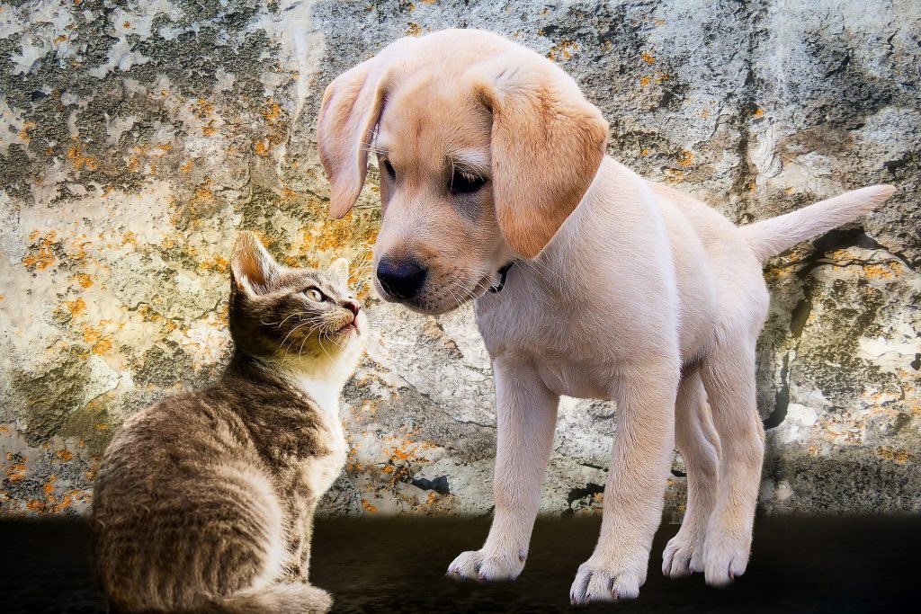 Can a Cat Get Kennel Cough From a Dog?