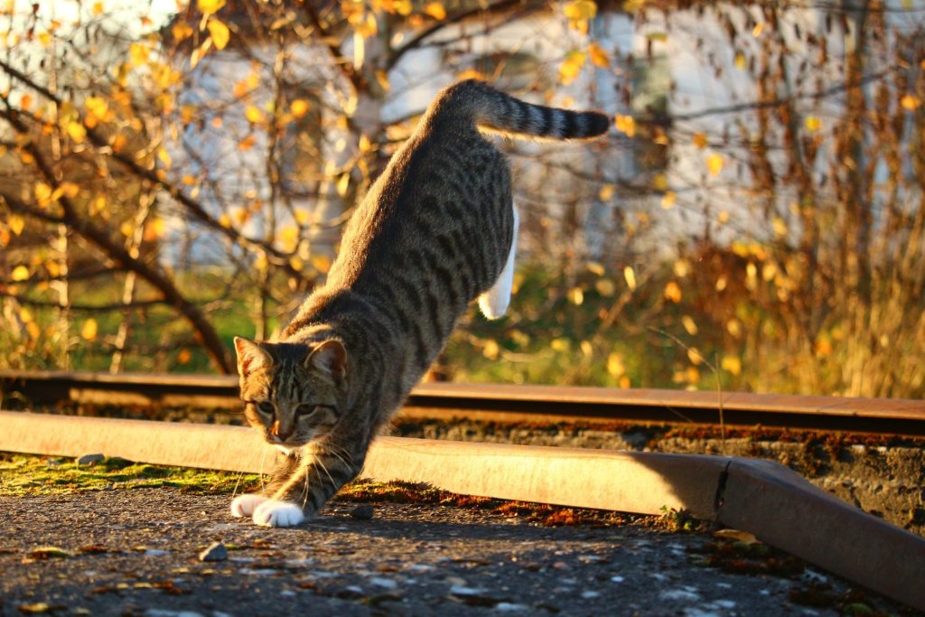 How Far Can Cats Fall Without Hurting Themselves