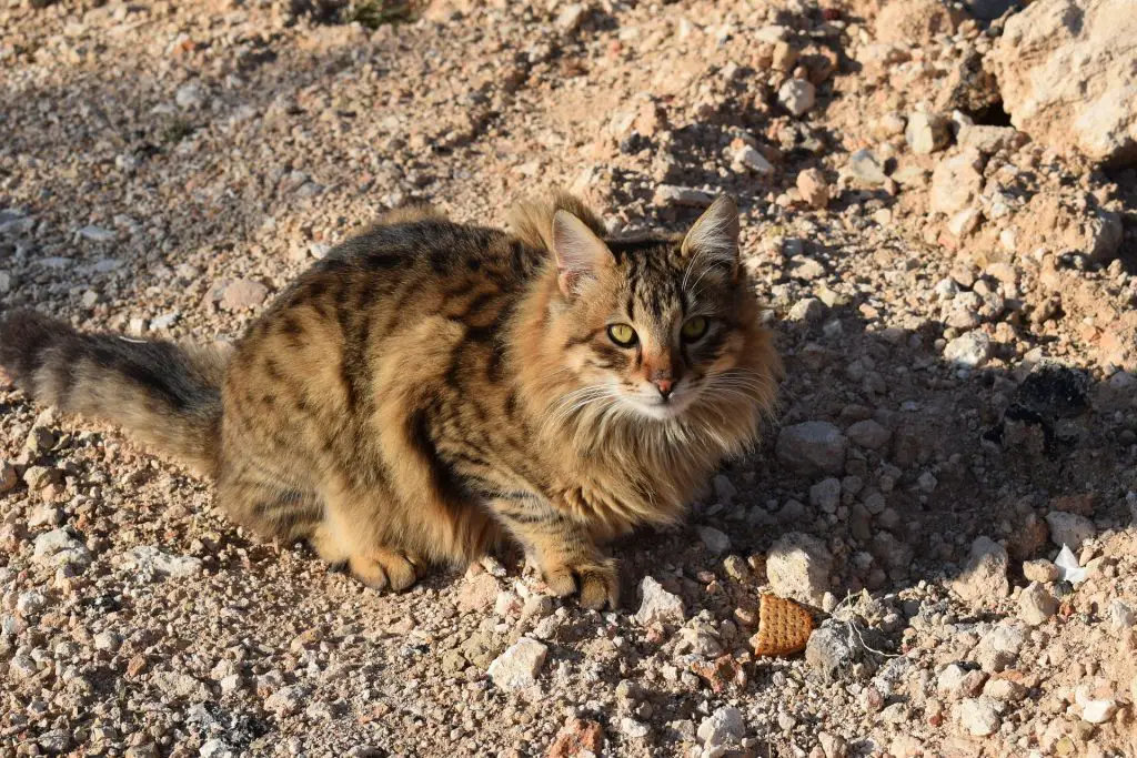 How Do Feral or Abandoned Cats Survive The Winter Cold? Amazing Facts